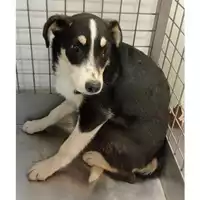 Foto dell\'animale cane - Matr. 2025/0468 - Microchip 380260044980631
