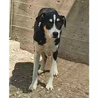 Foto dell\'animale cane - Matr. 2025/0468 - Microchip 380260044980631