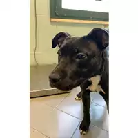 Foto dell\'animale cane - Matr. 2025/0466 - Microchip 380260044981065