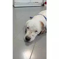 Foto dell\'animale cane - Matr. 2025/0469 - Microchip 380260044980969