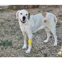 Foto dell\'animale cane - Matr. 2025/0469 - Microchip 380260044980969