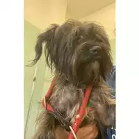 Foto dell\'animale cane - Matr. 2025/0470 - Microchip 380260044998217