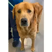 Foto dell\'animale cane - Matr. 2024/0365 - Microchip 380260042416746