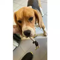 Foto dell\'animale cane - Matr. 2025/0476 - Microchip 380260102627990
