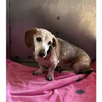 Foto dell\'animale cane - Matr. 2025/0477 - Microchip 380260080066400
