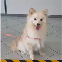 Foto dell\'animale cane - Matr. 2021/0918 - Microchip 990000003817857