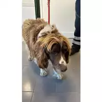 Foto dell\'animale cane - Matr. 2025/0479 - Microchip 380260080148685