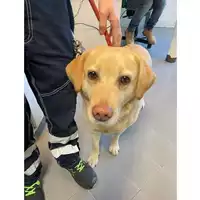 Foto dell\'animale cane - Matr. 2025/0478 - Microchip 380260044981016