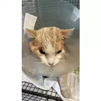 Foto dell\'animale gatto - Matr. 2025/0483 - Microchip 380260044997858