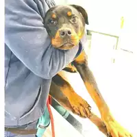 Foto dell\'animale cane - Matr. 2025/0480 - Microchip 380260044981237