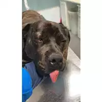 Foto dell\'animale cane - Matr. 2025/0484 - Microchip 380260170343845