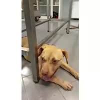 Foto dell\'animale cane - Matr. 2025/0208 - Microchip 380260170343394