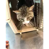Foto dell\'animale gatto - Matr. 2021/0919 - Microchip 380260044476332