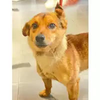 Foto dell\'animale cane - Matr. 2025/0485 - Microchip 380260059125583