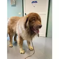Foto dell\'animale cane - Matr. 2025/0486 - Microchip 380260059121010