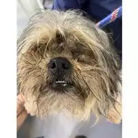 Foto dell\'animale cane - Matr. 2025/0359 - Microchip 380260102882513