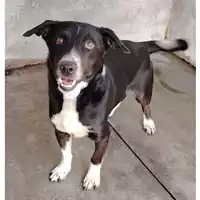 Foto dell\'animale cane - Matr. 2025/0323 - Microchip 380260044980687