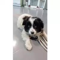 Foto dell\'animale cane - Matr. 2025/0488 - Microchip 380260044980625