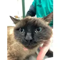Foto dell\'animale gatto - Matr. 2025/0238 - Microchip 380260044980660