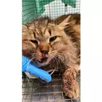 Foto dell\'animale gatto - Matr. 2025/0490 - Microchip 380260044980131