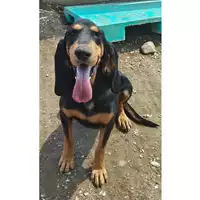 Foto dell\'animale cane - Matr. 2025/0491 - Microchip 380260044981258