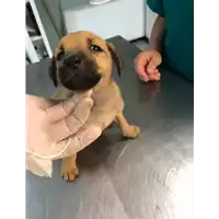 Foto dell\'animale cane - Matr. 2021/0921 - Microchip 380260044449475