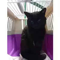 Foto dell\'animale gatto - Matr. 2025/0492 - Microchip 380260044981040