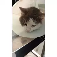 Foto dell\'animale gatto - Matr. 2025/0497 - Microchip 380260044980350