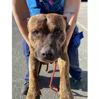 Foto dell\'animale cane - Matr. 2025/0500 - Microchip 380260101243411