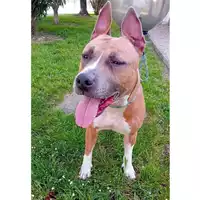 Foto dell\'animale cane - Matr. 2025/0501 - Microchip 380260101126771