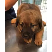 Foto dell\'animale cane - Matr. 2021/0922 - Microchip 380260044476692