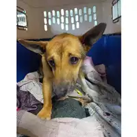 Foto dell\'animale cane - Matr. 2025/0502 - Microchip 380260044981129