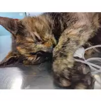 Foto dell\'animale gatto - Matr. 2025/0503 - Microchip 380260044981064