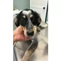Foto dell\'animale cane - Matr. 2025/0504 - Microchip 380260044980569