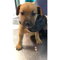 Foto dell\'animale cane - Matr. 2021/0923 - Microchip 380260044477090