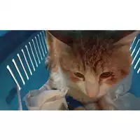 Foto dell\'animale gatto - Matr. 2025/0510 - Microchip 380260044981118