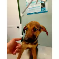 Foto dell\'animale cane - Matr. 2025/0511 - Microchip 380260044979708
