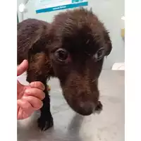 Foto dell\'animale cane - Matr. 2025/0513 - Microchip 380260044980269