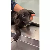 Foto dell\'animale cane - Matr. 2025/0514 - Microchip 380260044981392