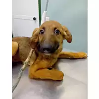 Foto dell\'animale cane - Matr. 2025/0519 - Microchip 380260170352625