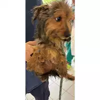 Foto dell\'animale cane - Matr. 2025/0516 - Microchip 380260044981187