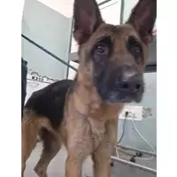 Foto dell\'animale cane - Matr. 2025/0517 - Microchip 380260044981072