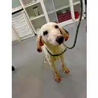 Foto dell\'animale cane - Matr. 2025/0518 - Microchip 380260044980703