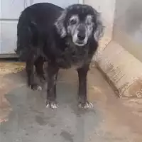 cane - Matr. 2021/0920 - Microchip 380260044449459
