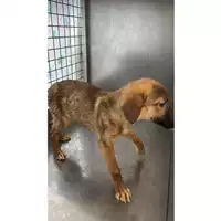 Foto dell\'animale cane - Matr. 2025/0515 - Microchip 380260044980939