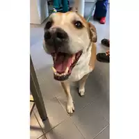 Foto dell\'animale cane - Matr. 2017/00565 - Microchip 380260002505044