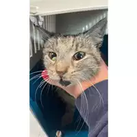 Foto dell\'animale gatto - Matr. 2025/0525 - Microchip 380260044981383