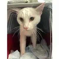 Foto dell\'animale gatto - Matr. 2025/0524 - Microchip 380260044981271