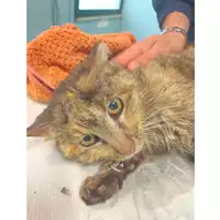 Foto dell\'animale gatto - Matr. 2025/0526 - Microchip 380260044980620