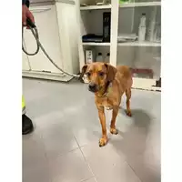 Foto dell\'animale cane - Matr. 2025/0313 - Microchip 380260044998014